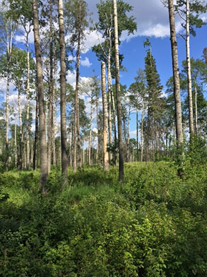Fire Smarted forest